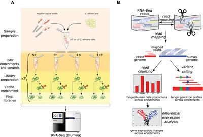 Multiplexed target enrichment of coding and non-coding transcriptomes enables studying Candida spp. infections from human derived samples